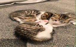 Scottish Fold cats for sale: Looking for my first home - Image 4