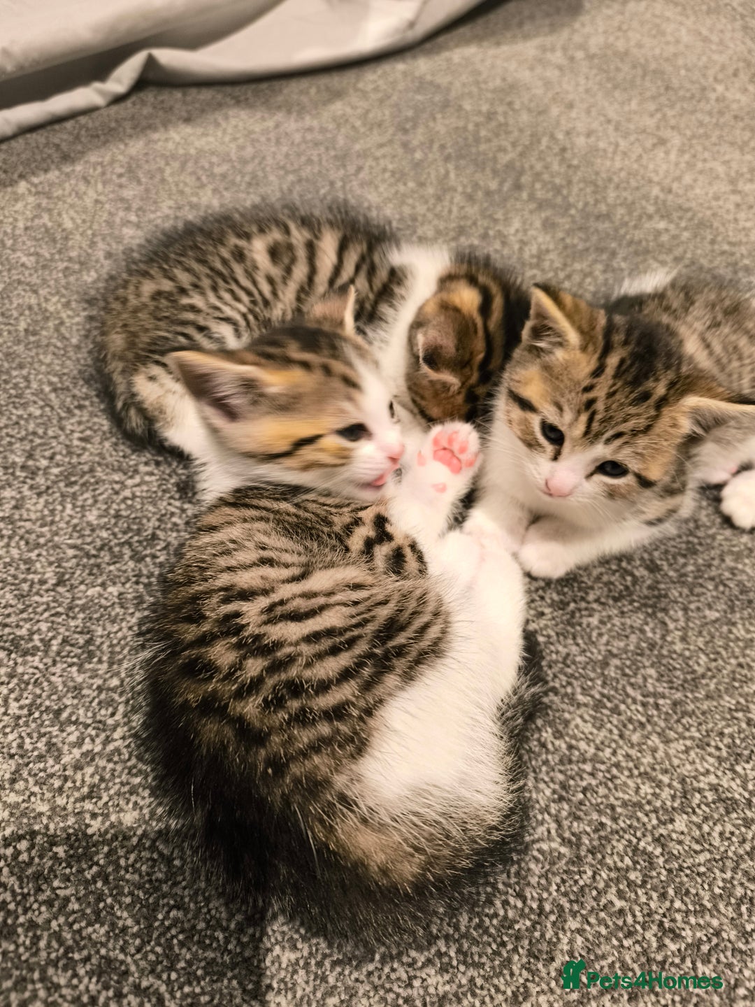 Scottish Fold cats for sale: Looking for my first home - Image 4
