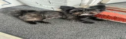 Mixed Breed dogs for stud: **BUDDY IS READY FOR THE LADIES 🖤 1 YEAR OLD in Rotherham - Advert 6