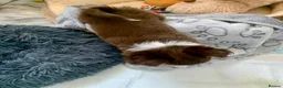 Chihuahua dogs for sale: Chocolate long hair chihuahua boy - Advert 3