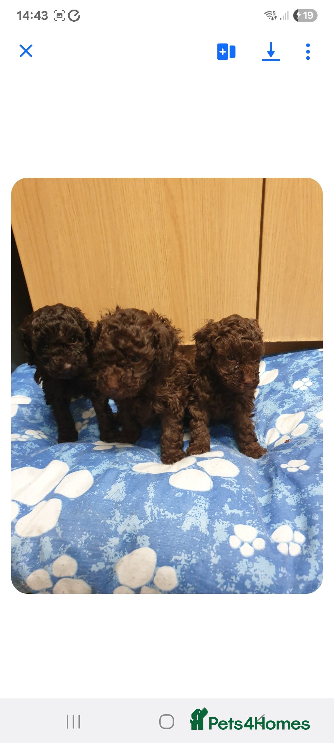 Poodle dogs for sale: Poodle's - Advert 2