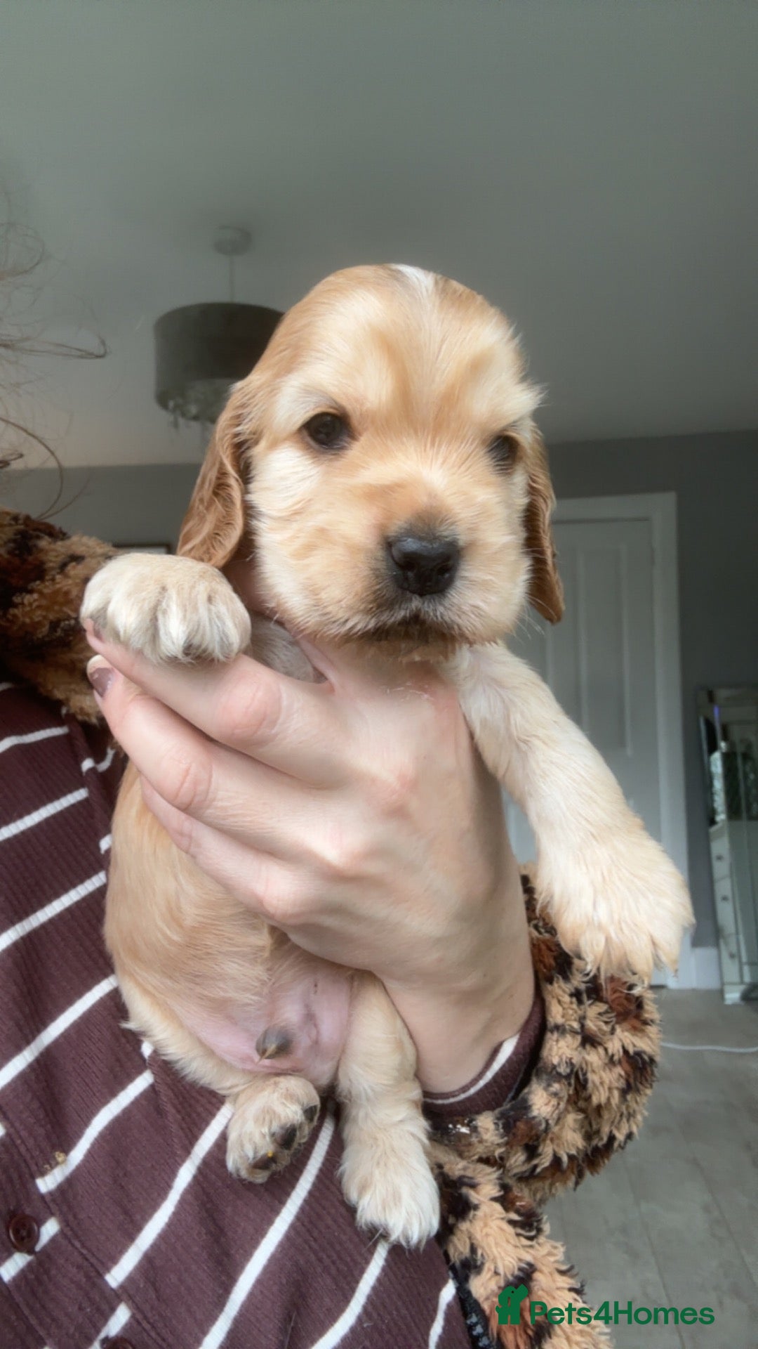 Cocker Spaniel dogs for sale: KC Show cocker spaniels 🤎 - Advert 3