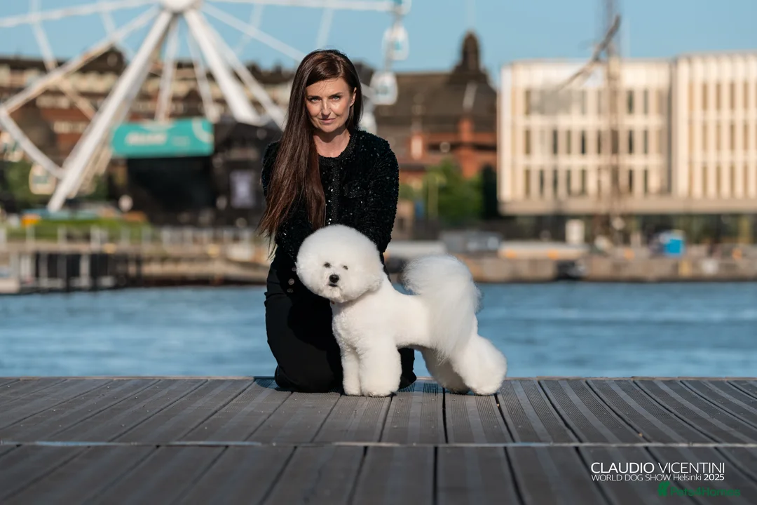 Bichon Frise dogs for stud:  Vice World Winner '25  for Stud in Taunton - Advert 5