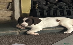 English Springer Spaniel dogs for sale: KC English springer spaniel puppies  - Image 21