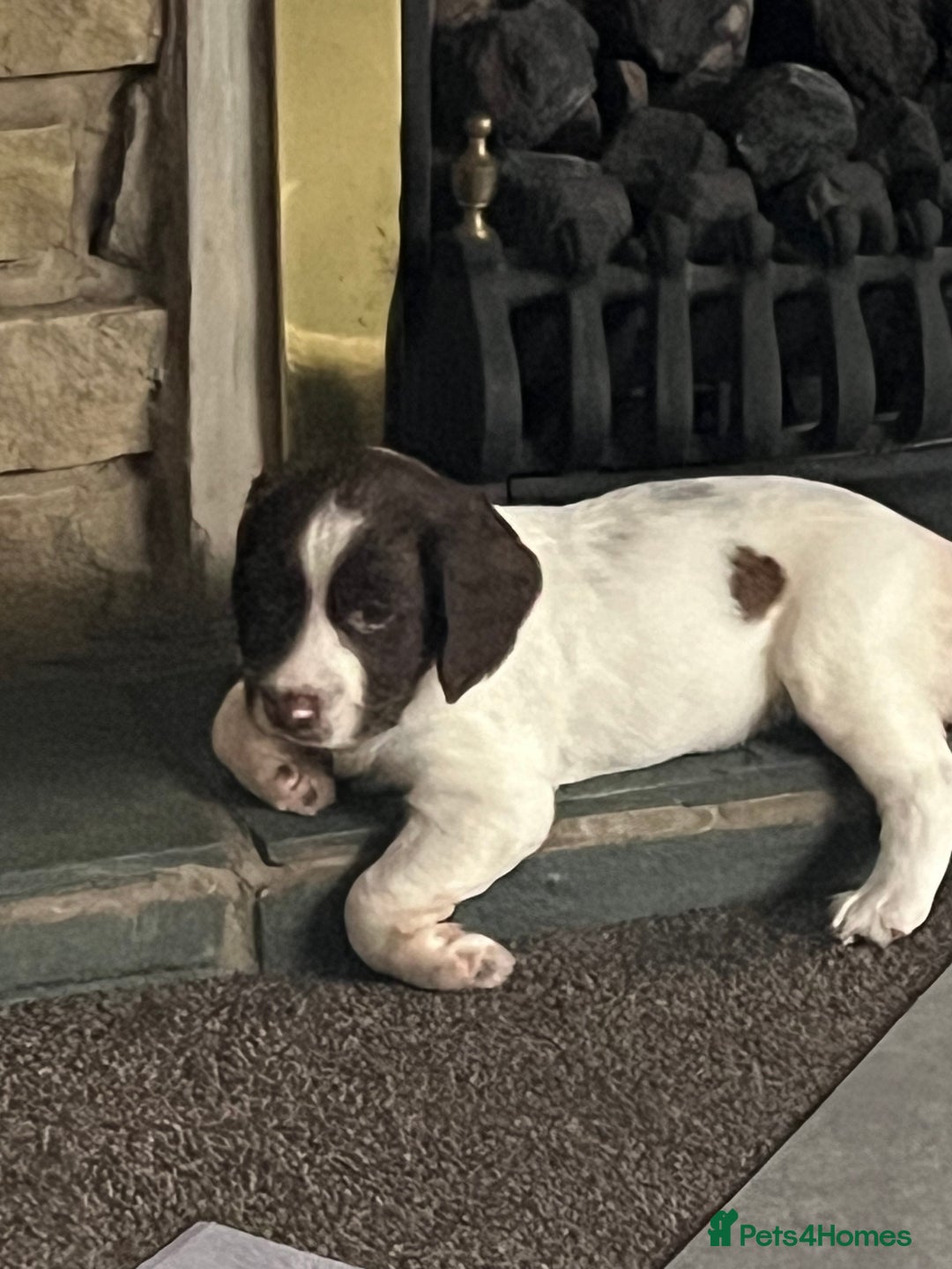 English Springer Spaniel dogs for sale: KC English springer spaniel puppies  - Image 21