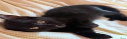 Mixed Breed cats for sale: Beautiful Black Mixed Breed Kittens - Advert 9