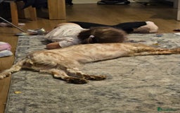 Cockapoo dogs for sale: Female cockerpoo - Image 9