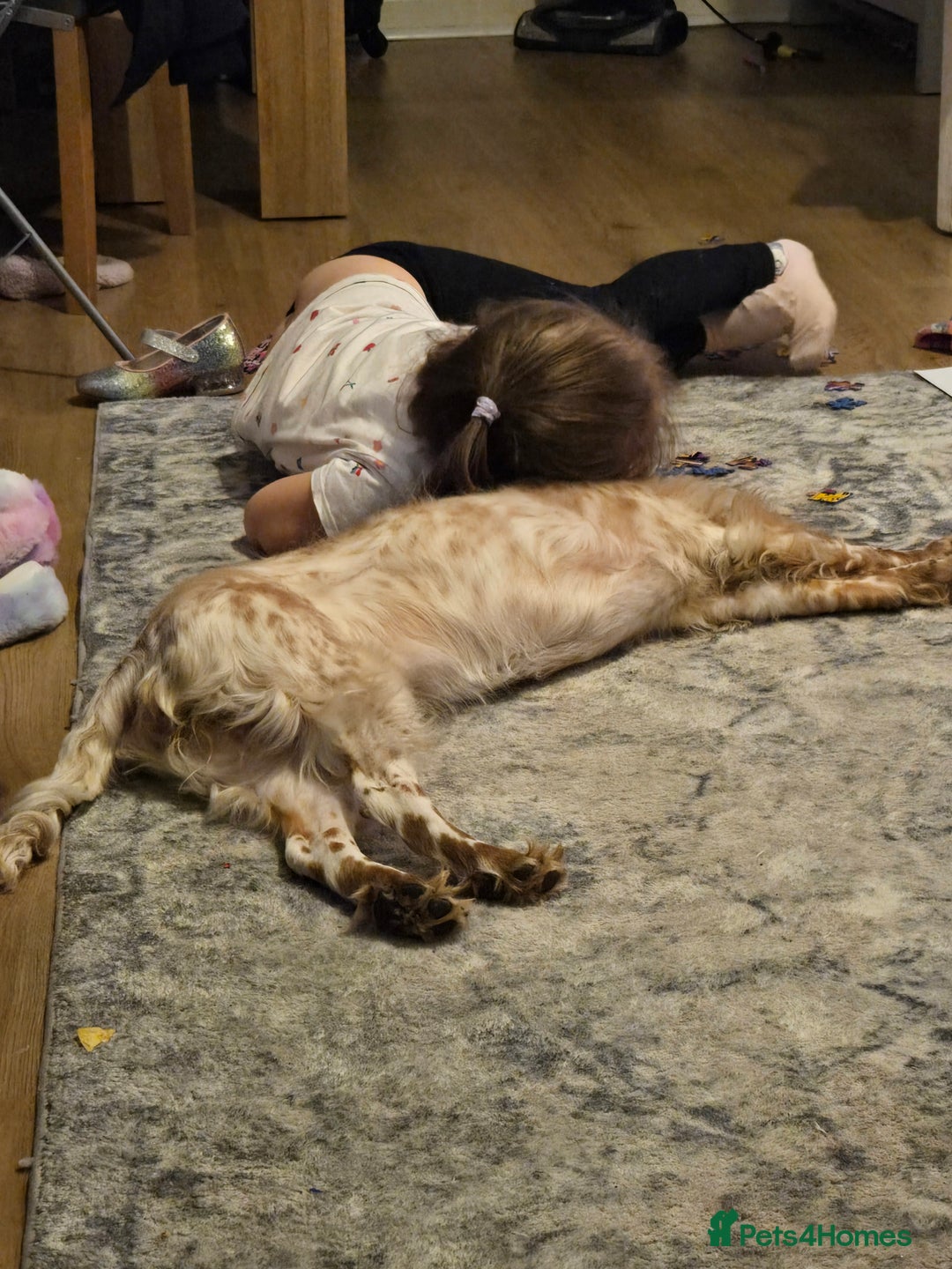 Cockapoo dogs for sale: Female cockerpoo - Image 9