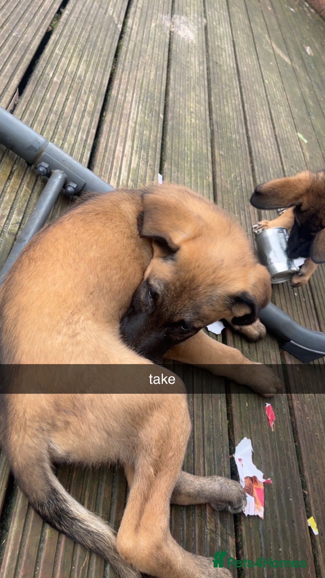 Mixed Breed dogs for sale: dogs for sale ££150-£250 - Image 6
