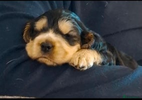 Cocker Spaniel dogs Show Cocker Spaniel Pups - Advert 5