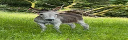 Donkey livestock for sale: 2 donkey gelding for sale - Advert 12