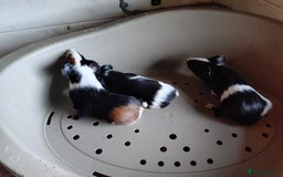 Guinea Pig rodents for sale: Baby males and females guinea pigs  - Image 3