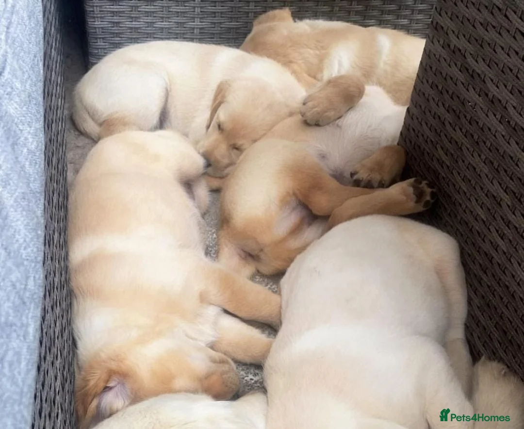 Labrador Retriever dogs for sale: Labrador puppys - Advert 3