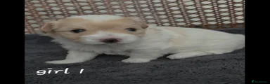Coton De Tulear 1