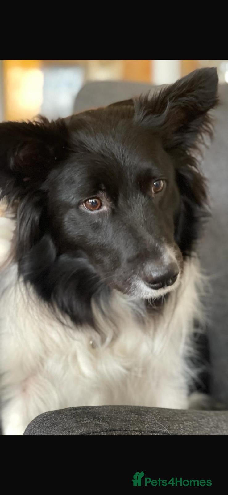 Border Collie dogs 4 year old Border Collie - Advert 10