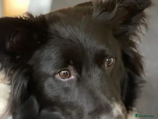 Border Collie dogs 4 year old Border Collie - Advert 18