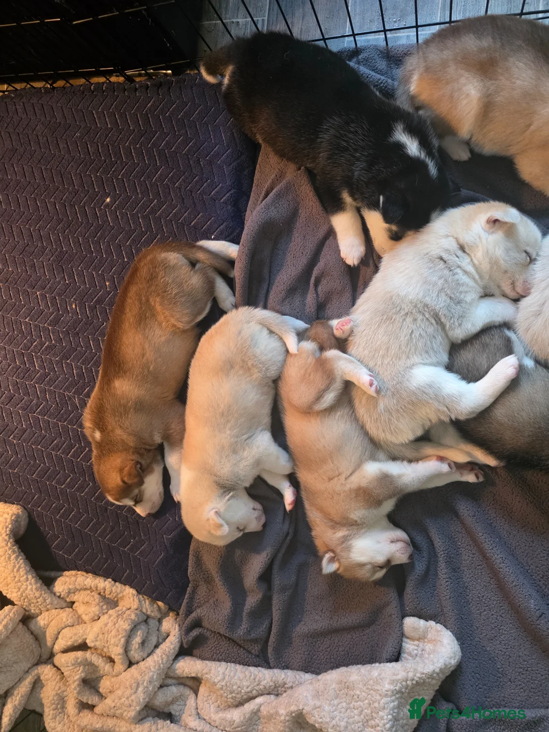 Siberian Husky dogs for sale: Beautiful Husky puppies looking for forever homes in Keighley - Advert 2