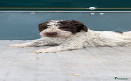 Lagotto Romagnolo dogs for sale: Brilliant litter of Lagotto  in Lockerbie - Image 4