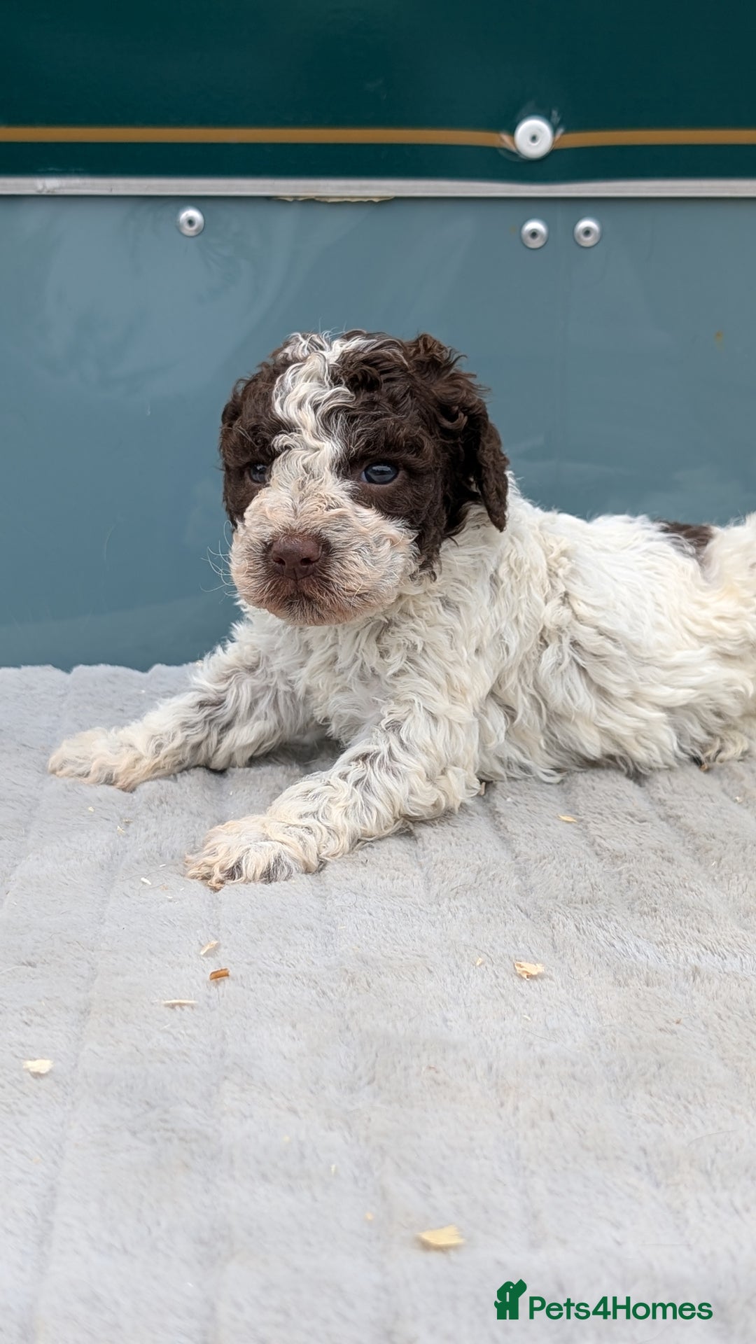 Lagotto Romagnolo dogs for sale: Brilliant litter of Lagotto  in Lockerbie - Image 4