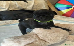 Pug dogs for sale: KCreg pug puppies for sale. - Image 1