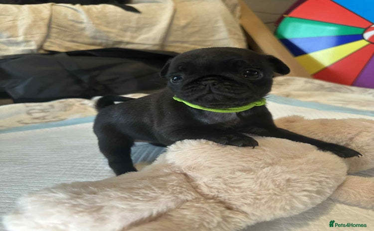 Pug dogs - Advert 4