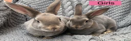 Rex rabbits for sale: Beautiful velvet mini Rex & Rex rabbits - Advert 13