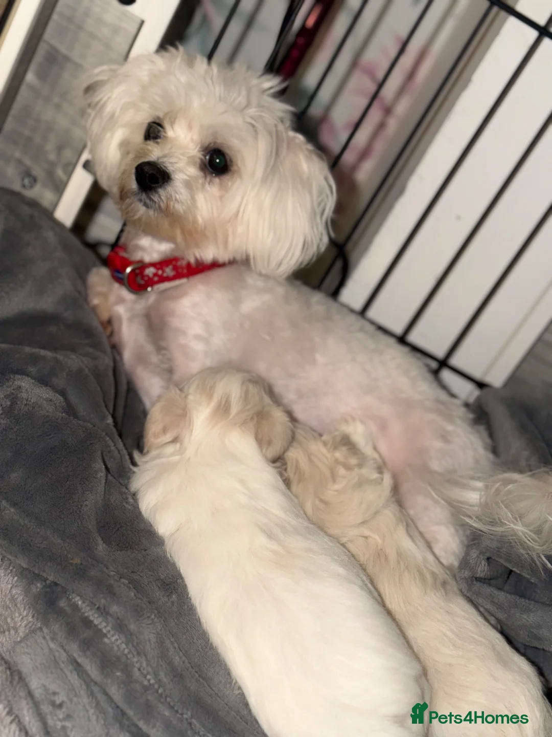 Maltese dogs for sale: Maltese boy  - Advert 2