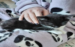 Mixed Breed cats for sale: Female kitten - Image 14