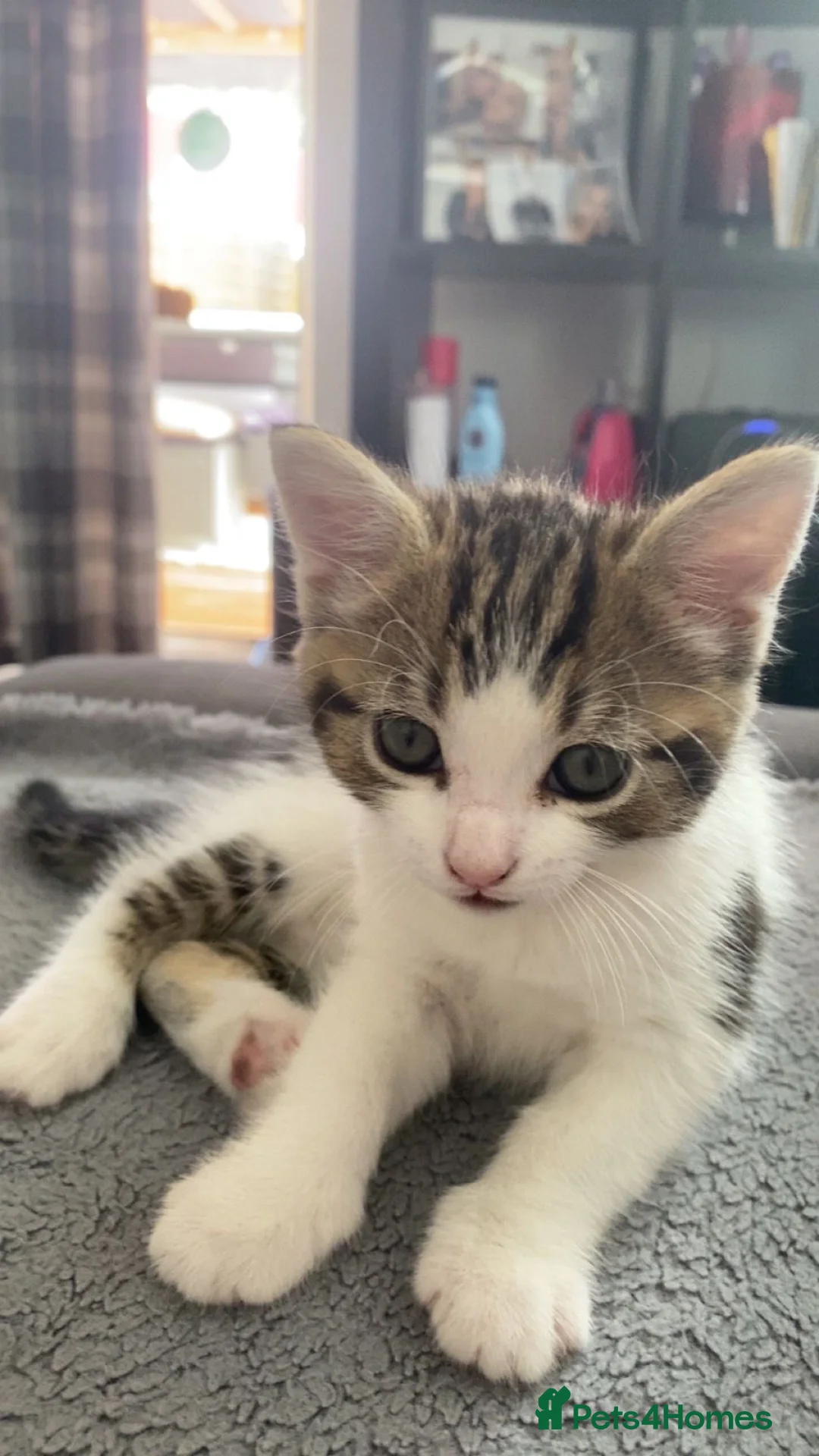 Mixed Breed cats for sale: little kitten for sale - Advert 1