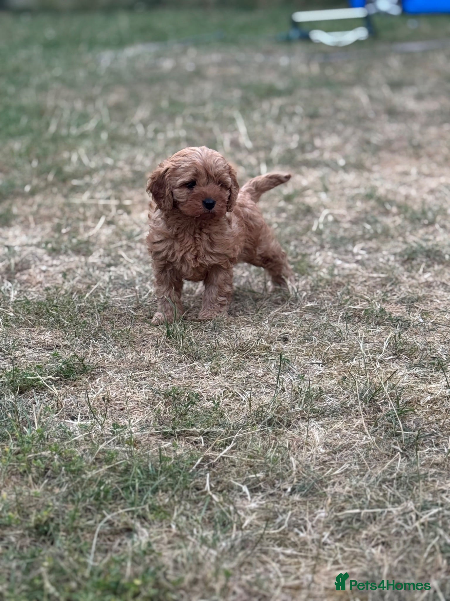 Cavapoo dogs Deep Red Cavapoo Pups - To Be Collected From 15/07 - Advert 1