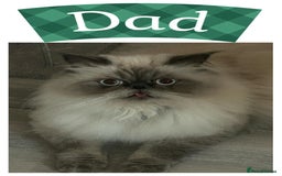 Himalayan cats for sale: Himalayan Persian Kittens  - Image 3
