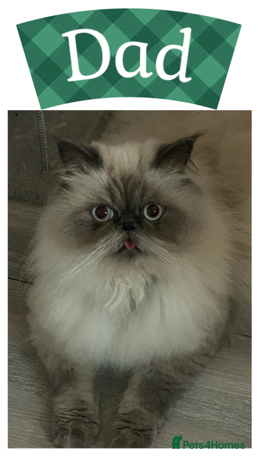 Himalayan cats for sale: Himalayan Persian Kittens  - Image 3