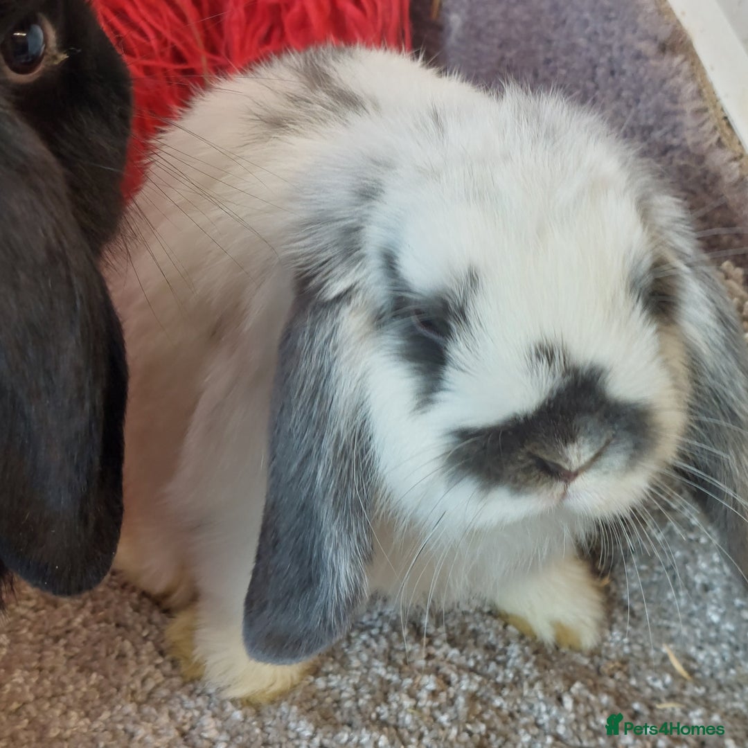 Mini Lop rabbits for sale: 2 minilop  brothers available  - Image 5