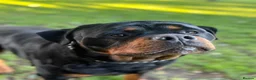 Rottweiler dogs for stud: Champion Bloodline Rottweiler Stud - Advert 2
