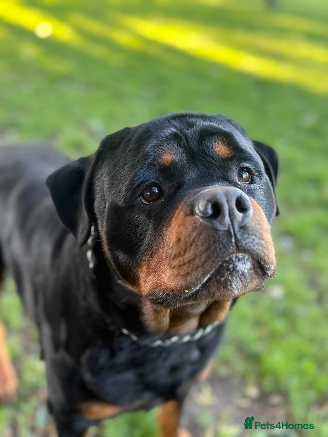 Rottweiler dogs for stud: Champion Bloodline Rottweiler Stud - Advert 2