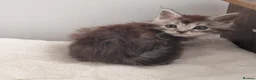 Maine Coon cats for sale: GCCF registered pedigree Maine Coon Kittens  - Advert 4