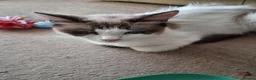 Ragdoll cats for sale: CUTE SOLID RAGDOLL KITTENS  - Advert 11