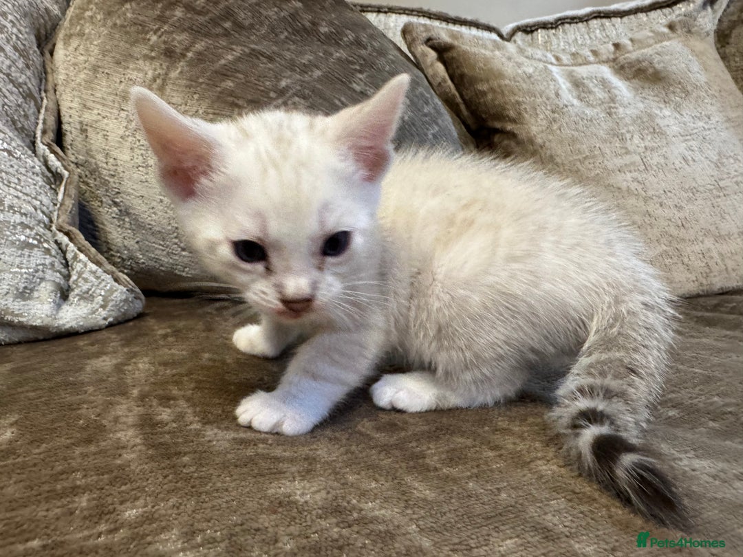 Bengal cats for sale: Exceptional TICA Registered Bengals- Champion Line - Advert 5