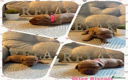Australian Labradoodle dogs for sale: Australian Labradoodle Puppies F1b - Image 18