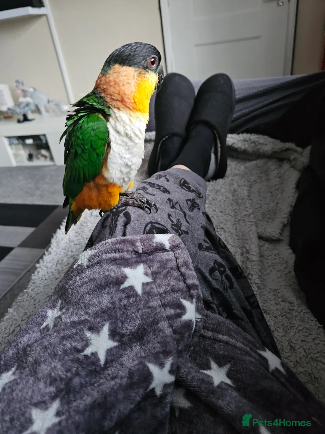 Parrots birds for sale: Parrot for sale in Dronfield - Advert 2