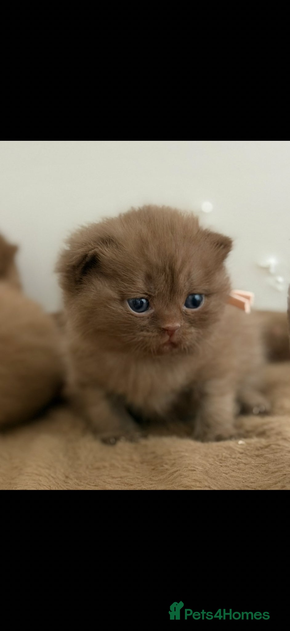 British Shorthair cats Chocolate and Cinnamon Pedigree British Shorthairs - Advert 2