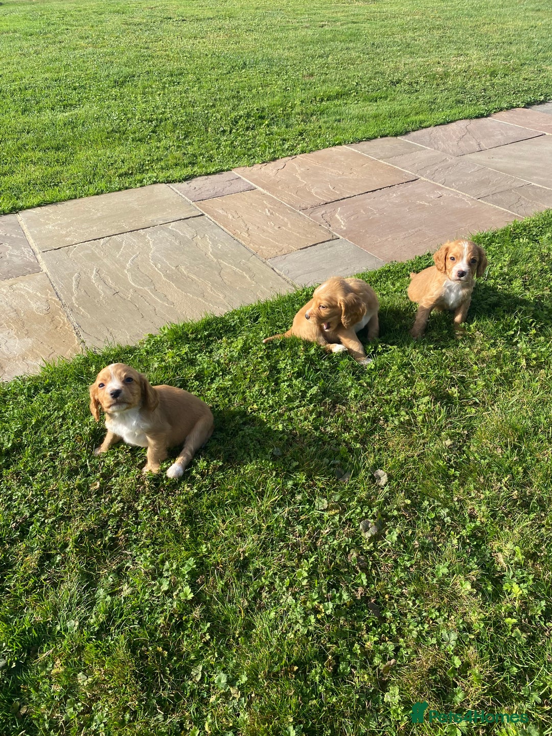 Cocker Spaniel dogs for sale: Cocker spaniel - Image 6