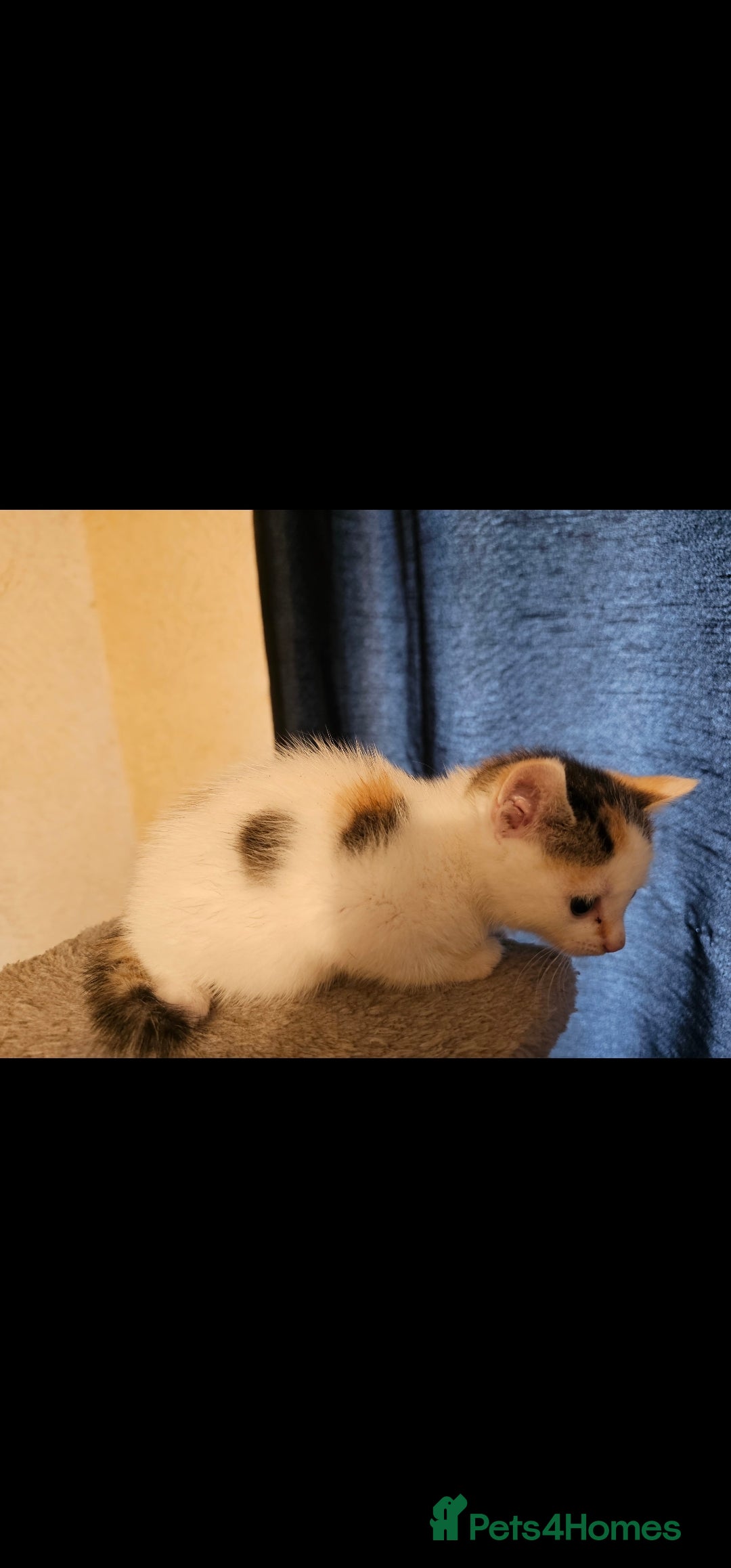 Mixed Breed cats for sale: Lovely kittens - Image 4