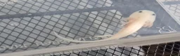 Axolotl reptiles for sale: Axolotl babies hatched 2/1/26 in Sutton-in-Ashfield - Advert 11