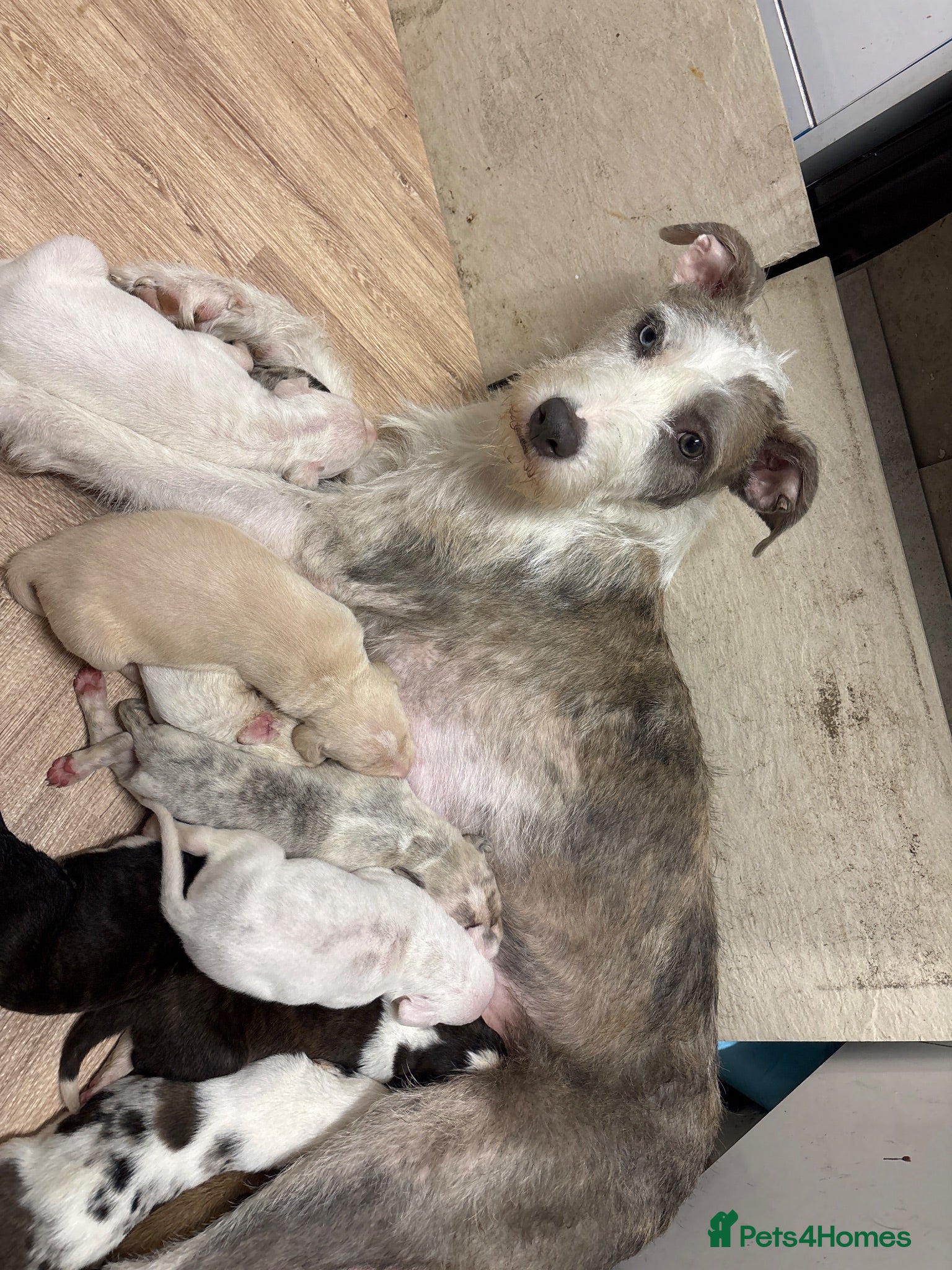 Mixed Breed dogs Lurcher  - Advert 1