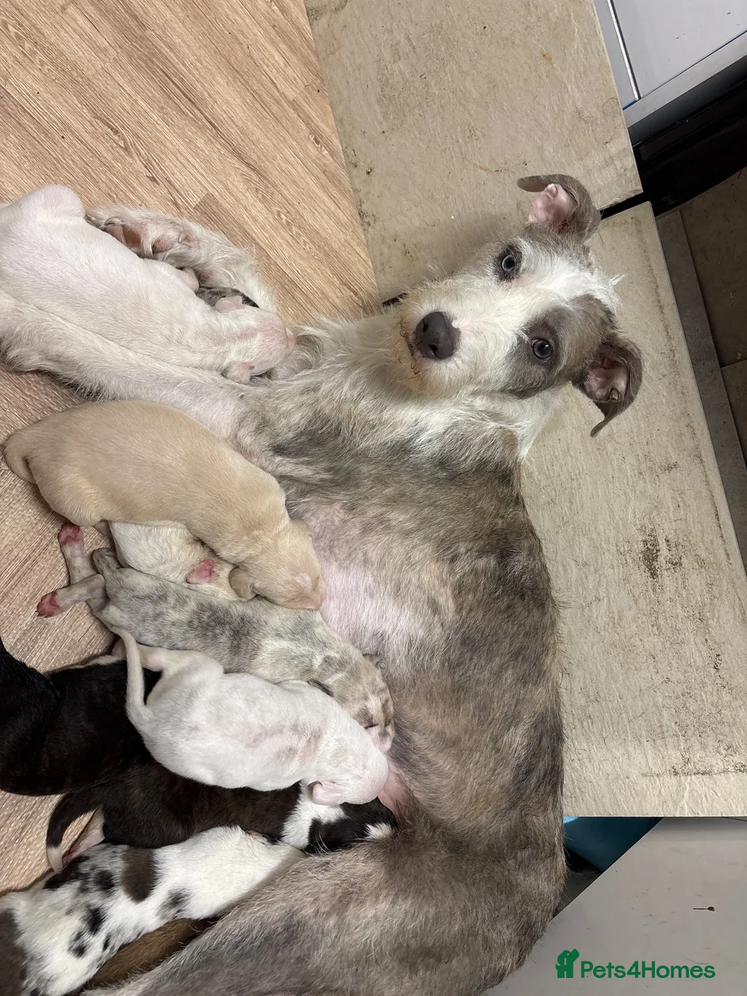 Mixed Breed dogs for sale: Lurcher  in Kirkcaldy - Advert 1