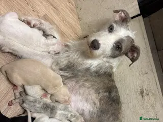 Mixed Breed dogs Lurcher - Advert 1