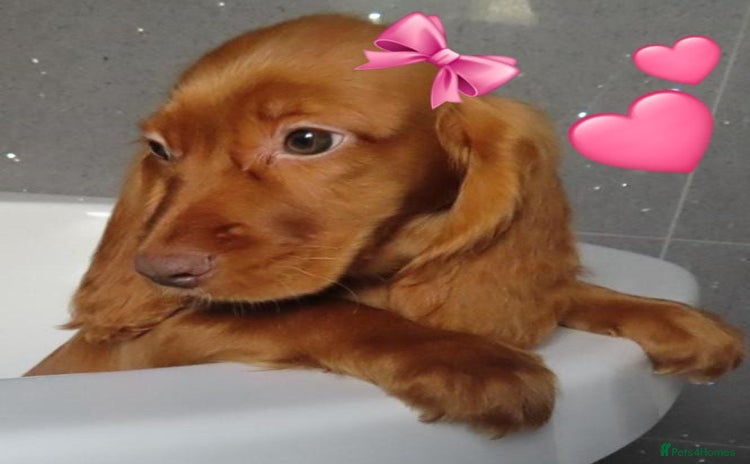 Cocker Spaniel dogs - Advert 12