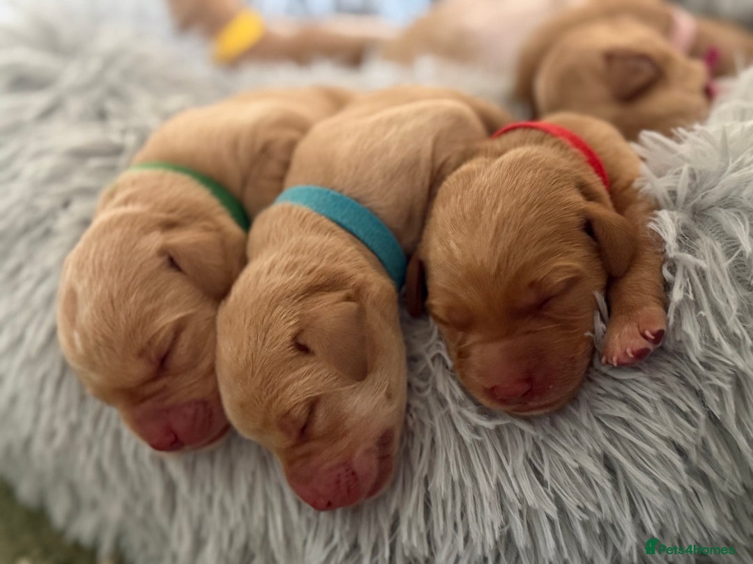 Labrador Retriever dogs for sale: Fox red labradors available now  - Advert 6