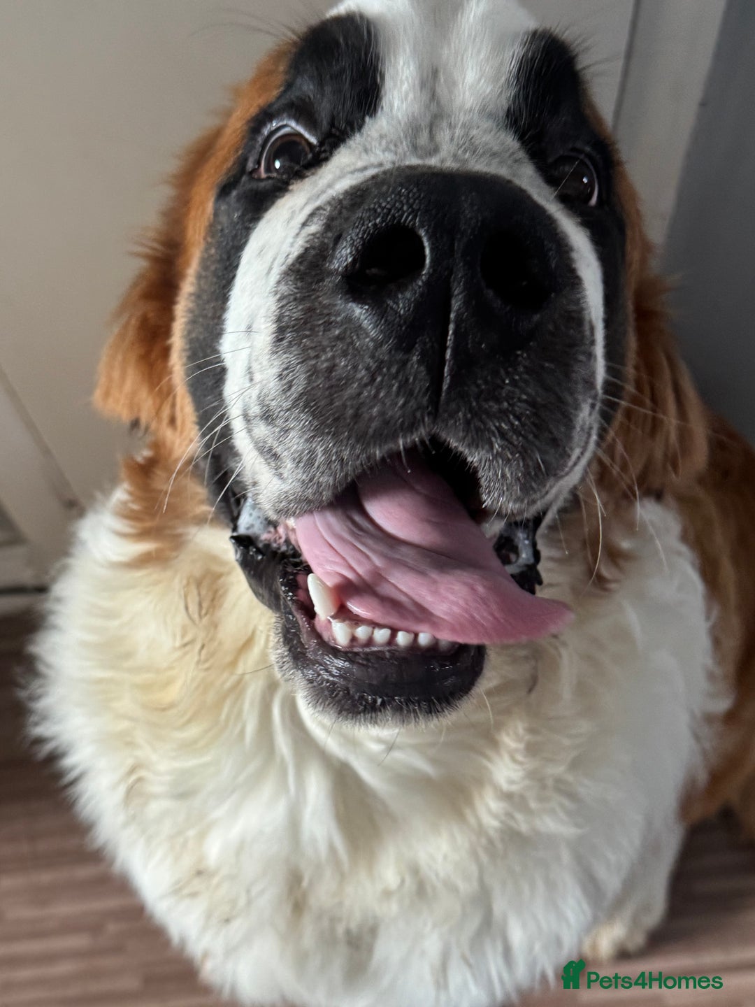 Saint Bernard dogs for sale: Saint Bernard pup  - Image 3